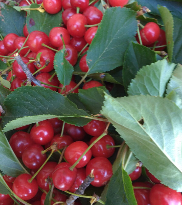 Le amarene del Casale Gatta Morena, casa vacanze nella campagna della Tuscia, ci permettono di confezionare meravigliose marmellate.