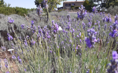 Come un mare di fiori