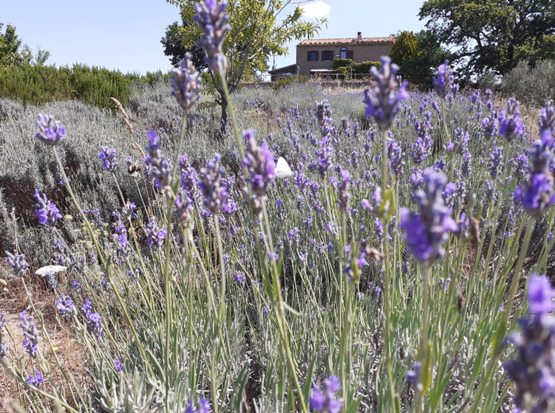 Un mare di lavanda al Casale Gatta Morena.